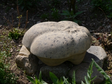 Kürbis